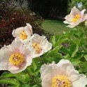 Paeonia mascula mascula fleur